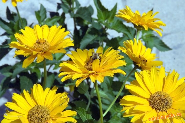 Vysoke žlte žiarive trvalky.....Heliopsis helianthoides-10 ks zakorenene rastliny