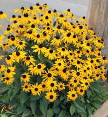 Rudbeckia trvalka... 10 ks rastlin,zakorenene....