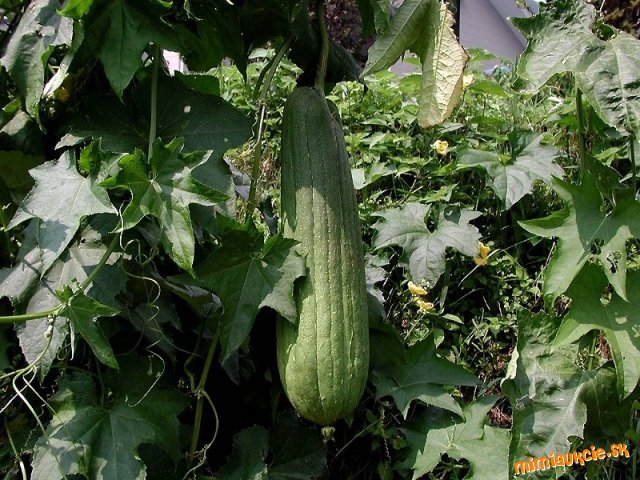 !!! VŠETKY AUKCIE OD 1€ !!!