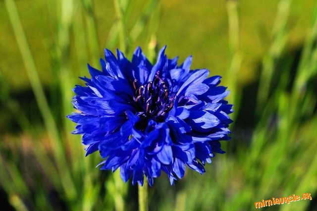 !!! VŠETKY AUKCIE OD 1€ !!!