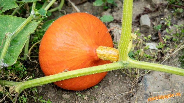 !!! VŠETKY AUKCIE OD 1€ !!!