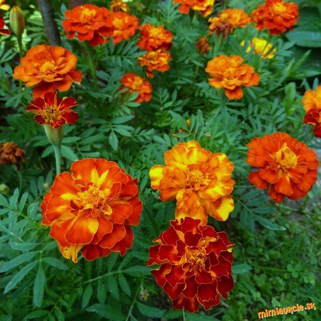 !!! VŠETKY AUKCIE OD 1€ !!!