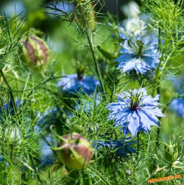 !!! VŠETKY AUKCIE OD 1€ !!!