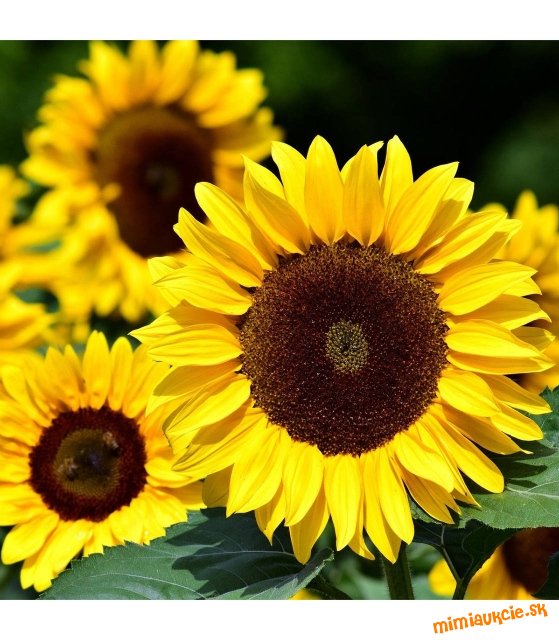 !!! VŠETKY AUKCIE OD 1€ !!!