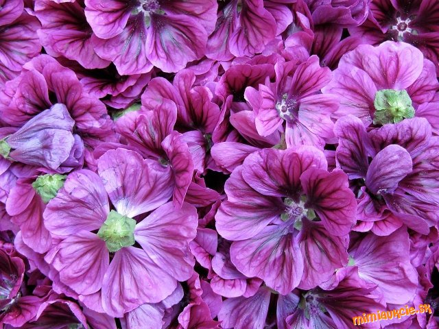 !!! VŠETKY AUKCIE OD 1€ !!!