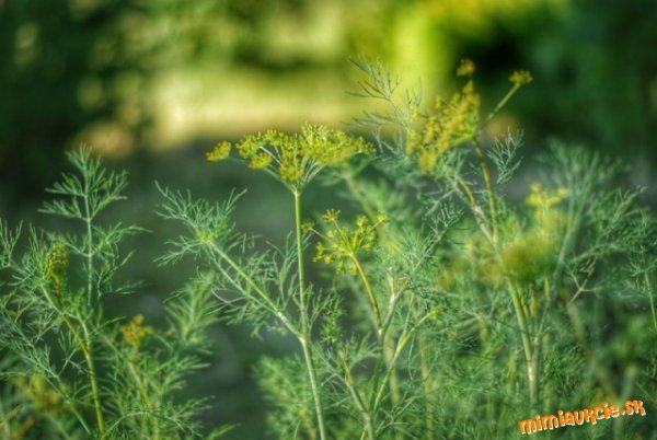 !!! VŠETKY AUKCIE OD 1€ !!!