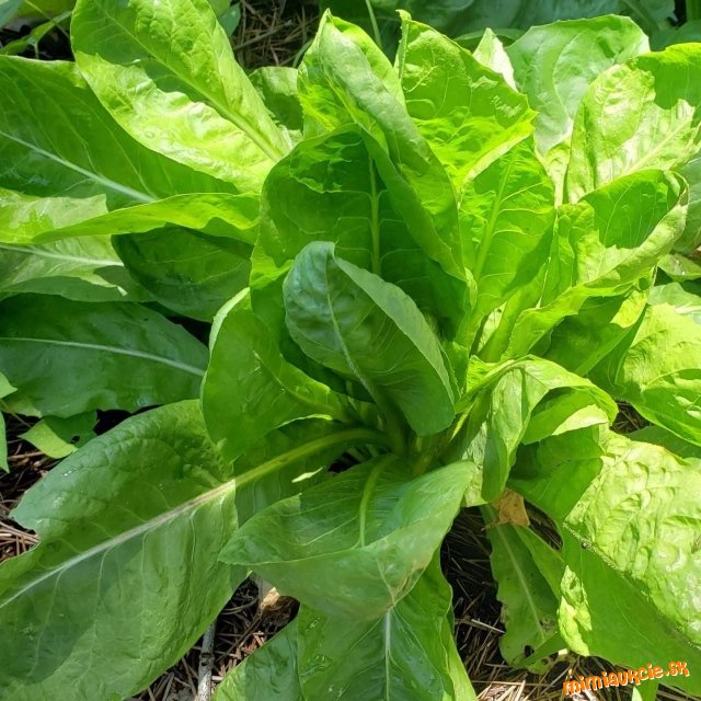 !!! VŠETKY AUKCIE OD 1€ !!!