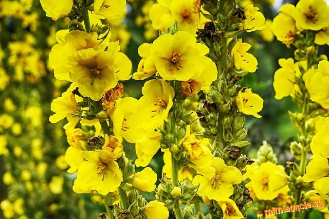 Divozel veľkokvetý