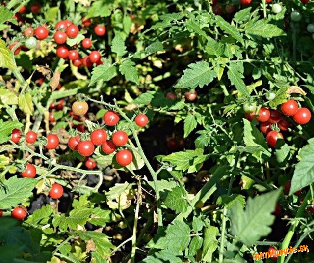 Divoké rajčiny
