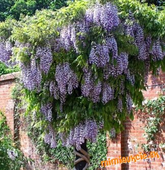 VISTERIA.....posielam ...... 3 ...fazule