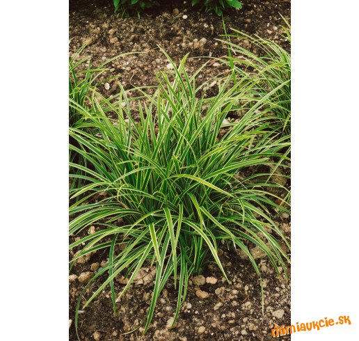 trava ..Ostrica Japonska