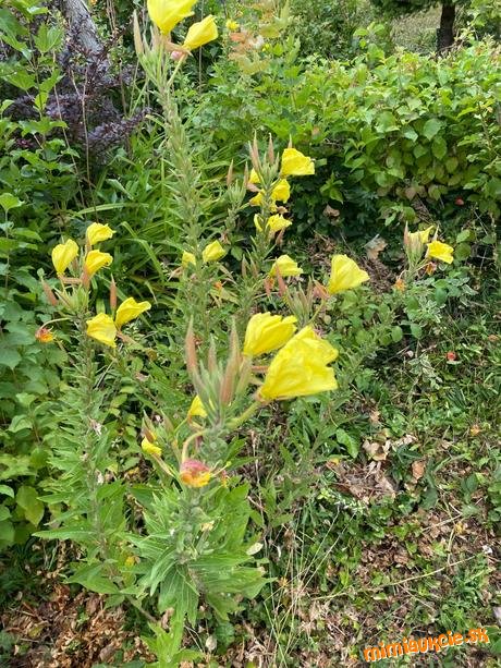 Pupalka veľkoplodá -Oenothera macrocarpa - semená +
