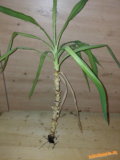 Yuka...80cm ...samostatne zakorenena rostlina